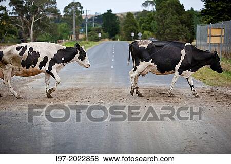 Holstein dairy cows crossing a country road after milking, early morning country vVictoria Australia View Large Photo Image Stock Photo - Holstein dairy cows crossing a country road after milking, early morning country vVictoria Australia. Fotosearch