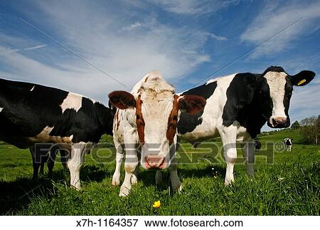 Stock Photo - Holstein-Friesian. Fotosearch