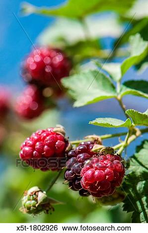 Stock Photograph - Holy Bramble Blackberries Rubus sanguineus Unripe blackberries red and ripe blackberries black are the fruit of this thorny bush. Fotosearch