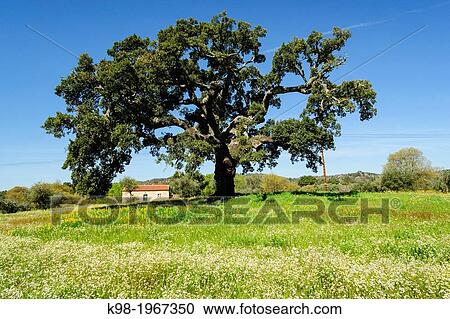 home under the oaks, Quercus suber cork oak Mediterranean, village of Joao Pires, Beira Alta, Portugal, Europe. View Large Photo Image Stock Image - home under the oaks, Quercus suber cork oak Mediterranean, village of Joao Pires, Beira Alta, Portugal, Europe.. Fotosearch