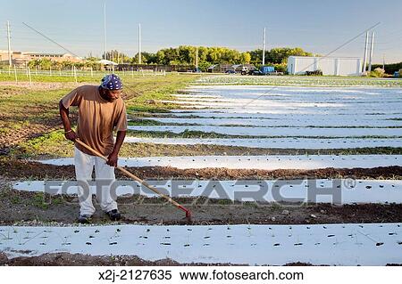 Homestead, Florida - An organic farm in the Miami area operated by the Urban Oasis Project. The 22-acre farm employs formerly homeless residents from a nearby housing project. View Large Photo Image Stock Photography - Homestead, Florida - An organic farm in the Miami area operated by the Urban Oasis Project. The 22-acre farm employs formerly homeless residents from a nearby housing project.. Fotosearch
