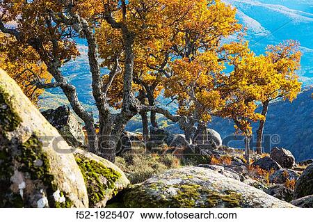 Honduras pass, Ambroz valley, Caceres, Extremadura, Spain, Europe View Large Photo Image Stock Photo - Honduras pass, Ambroz valley, Caceres, Extremadura, Spain, Europe. Fotosearch