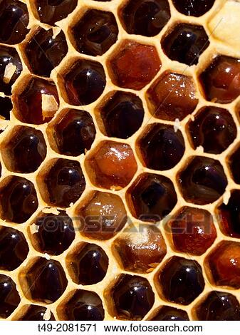 honey bees working and cellars View Large Photo Image Stock Image - honey bees working and cellars. Fotosearch