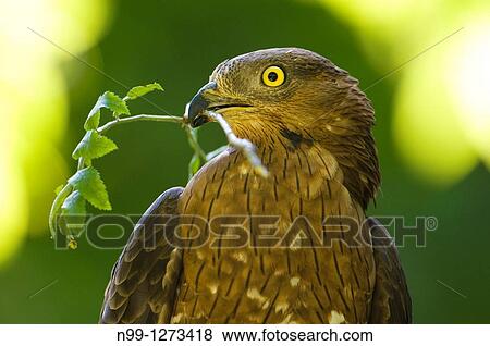 Honey buzzard (Pernis apivorus) with branch for nest-building Bavaria Germany View Large Photo Image Stock Photo - Honey buzzard (Pernis apivorus) with branch for nest-building Bavaria Germany. Fotosearch