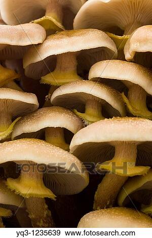 Honey fungi (Armillaria mellea). La Cubilla, Castro Urdiales, Cantabria View Large Photo Image Stock Photo - Honey fungi (Armillaria mellea). La Cubilla, Castro Urdiales, Cantabria. Fotosearch