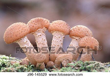Honey fungus (Armillaria mellea) View Large Photo Image Stock Photo - Honey fungus (Armillaria mellea). Fotosearch