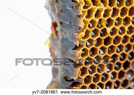 Honeycomb filled with honey. Colmenar, Axarquia, Malaga, Andalucia, Spain. View Large Photo Image Stock Image - Honeycomb filled with honey. Colmenar, Axarquia, Malaga, Andalucia, Spain.. Fotosearch