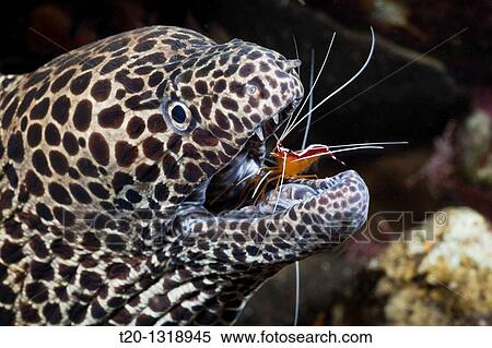Honeycomb Moray cleaned by white-banded Cleaner Shrimp, Lysmata amboinensis, Gymnothorax favagineus, Alam Batu, Bali, Indonesia View Large Photo Image Stock Photography - Honeycomb Moray cleaned by white-banded Cleaner Shrimp, Lysmata amboinensis, Gymnothorax favagineus, Alam Batu, Bali, Indonesia. Fotosearch