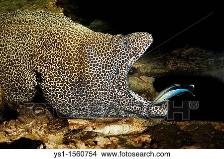 Honeycomb Moray Eel, gymnothorax favagineus, Adult with Open Mouth cleaned by a Bluestreak Cleaner Wrasse, labroides dimidiatus, South Africa View Large Photo Image Picture - Honeycomb Moray Eel, gymnothorax favagineus, Adult with Open Mouth cleaned by a Bluestreak Cleaner Wrasse, labroides dimidiatus, South Africa. Fotosearch
