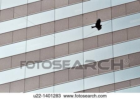 Hong Kong: bird and skyscraper in Central View Large Photo Image Stock Image - Hong Kong: bird and skyscraper in Central. Fotosearch