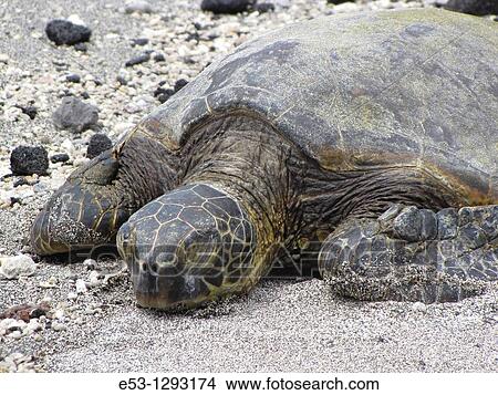 Honu Hawaiian green sea turtle on beach, Pu? uhonua o Honaunau National Historical Park Place of Refuge, Big Island, Hawaii, USA View Large Photo Image Picture - Honu Hawaiian green sea turtle on beach, Pu? uhonua o Honaunau National Historical Park Place of Refuge, Big Island, Hawaii, USA. Fotosearch