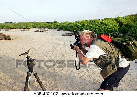 Stock Image - Hood Mockingbird (Nesomimus macdonaldi). Espaola (Hood) island, Galapagos Islands. Ecuador. Fotosearch