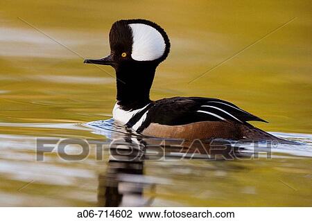 Hooded Merganser (Lophodytes cucullatus) View Large Photo Image Stock Image - Hooded Merganser (Lophodytes cucullatus). Fotosearch