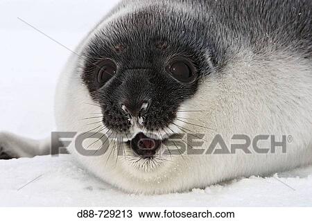 Hooded Seal (Cystophora cristata), less than four day old pup. Magdalen Islands, Quebec, Canada View Large Photo Image Stock Image - Hooded Seal (Cystophora cristata), less than four day old pup. Magdalen Islands, Quebec, Canada. Fotosearch