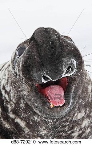Hooded Seal (Cystophora cristata), male. Magdalen Islands, Quebec, Canada View Large Photo Image Stock Image - Hooded Seal (Cystophora cristata), male. Magdalen Islands, Quebec, Canada. Fotosearch