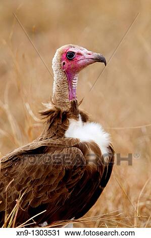 Hooded vulture (Necrosyrtes monachus), Kruger National Park, South Africa. View Large Photo Image Stock Image - Hooded vulture (Necrosyrtes monachus), Kruger National Park, South Africa.. Fotosearch