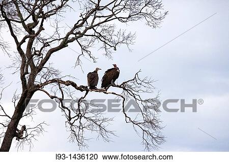 Hooded Vultures Necrosyrtes monachus, Masai Mara National Reserve, Kenya View Large Photo Image Stock Image - Hooded Vultures Necrosyrtes monachus, Masai Mara National Reserve, Kenya. Fotosearch