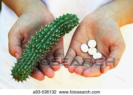 Hoodia gordonii and pills. The medicinal use of Hoodia is long known by the indigenous populations of Southern Africa (Bushman) and recently Hoodia extracts can be taken to lower blood pressure and reduce the appetite. View Large Photo Image Stock Image - Hoodia gordonii and pills. The medicinal use of Hoodia is long known by the indigenous populations of Southern Africa (Bushman) and recently Hoodia extracts can be taken to lower blood pressure and reduce the appetite.. Fotosearch