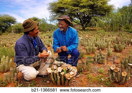 Hoodia plantation at the Morrisson's brothers San tribe farm, at D? Kar, in the Ghanzi Farms, Botswana View Large Photo Image Stock Image - Hoodia plantation at the Morrisson's brothers San tribe farm, at D? Kar, in the Ghanzi Farms, Botswana. Fotosearch