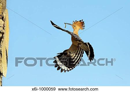 Stock Photo - Hoopoe Upupa epops, in flight approaching nest entrance,, Portugal. Fotosearch