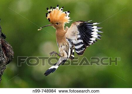 Hoopoe (Upupa epops), landing at its nesting hole in an old cherry tree, Alsace, France View Large Photo Image Picture - Hoopoe (Upupa epops), landing at its nesting hole in an old cherry tree, Alsace, France. Fotosearch