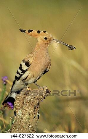 Hoopoe (Upupa epops). Malaga province, Andalucia, Spain View Large Photo Image Stock Image - Hoopoe (Upupa epops). Malaga province, Andalucia, Spain. Fotosearch