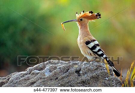 Hoopoe (Upupa epops). MBlaga, Andalusia, Spain View Large Photo Image Stock Photo - Hoopoe (Upupa epops). MBlaga, Andalusia, Spain. Fotosearch