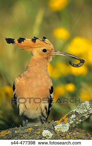 Hoopoe (Upupa epops). MBlaga, Andalusia, Spain View Large Photo Image Stock Photo - Hoopoe (Upupa epops). MBlaga, Andalusia, Spain. Fotosearch