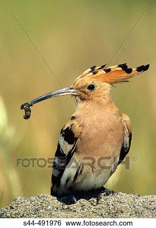 Hoopoe (Upupa epops). MBlaga, Andalusia, Spain View Large Photo Image Stock Photograph - Hoopoe (Upupa epops). MBlaga, Andalusia, Spain. Fotosearch