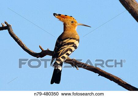 Stock Image - Hoopoe (Upupa epops). Montes de Puertollano, Ciudad Real, Spain. Fotosearch