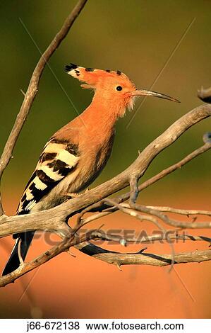 Hoopoe (Upupa epops). Soneja. Castell? n province, Spain. View Large Photo Image Stock Photo - Hoopoe (Upupa epops). Soneja. Castell? n province, Spain.. Fotosearch