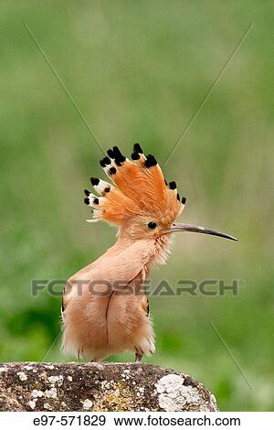 Hoopoe (Upupa epops) View Large Photo Image Stock Photo - Hoopoe (Upupa epops). Fotosearch