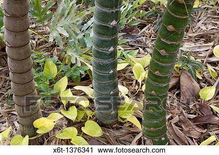 Horizontal close-up of three bamboo stems, one brown and two green View Large Photo Image Stock Image - Horizontal close-up of three bamboo stems, one brown and two green. Fotosearch