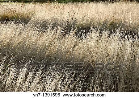 Horizontal shadows fall across a field of creamy dry grass View Large Photo Image Stock Photograph - Horizontal shadows fall across a field of creamy dry grass. Fotosearch