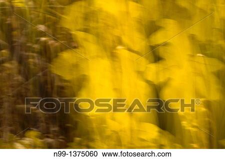 Hornbeam Carpinus betulus leaves, colours of autumn, moved by the wind, Bavaria, Germany View Large Photo Image Stock Image - Hornbeam Carpinus betulus leaves, colours of autumn, moved by the wind, Bavaria, Germany. Fotosearch