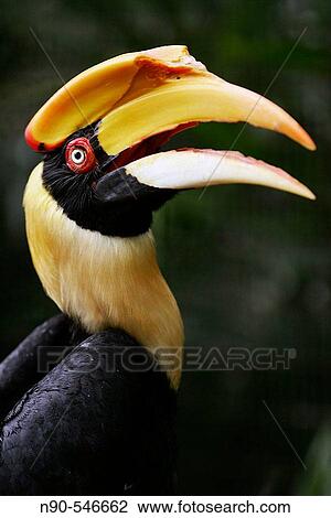 Stock Image - Hornbill. Fotosearch