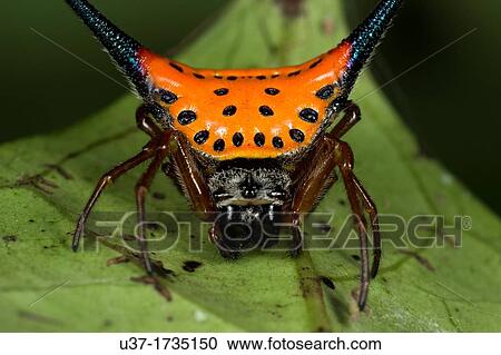 Horned crab spider. Image taken at Kampung Skudup, Sarawak, Malaysia. View Large Photo Image Stock Image - Horned crab spider. Image taken at Kampung Skudup, Sarawak, Malaysia.. Fotosearch