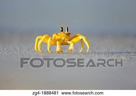 Horned Ghost Crab, Ocypode sp, probably O ceratophthalmus, Masirah Island, Indian Ocean, Oman View Large Photo Image Stock Image - Horned Ghost Crab, Ocypode sp, probably O ceratophthalmus, Masirah Island, Indian Ocean, Oman. Fotosearch
