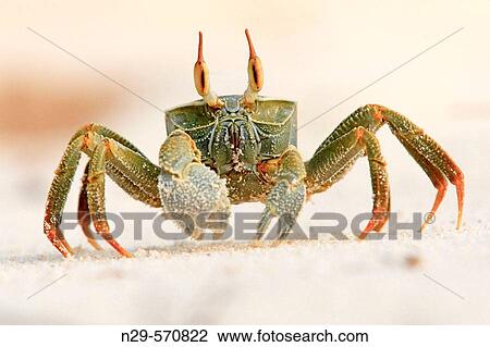 Horned Ghost crab (Ocypode ceratopthalmus). Seychellen, Bird Island. View Large Photo Image Stock Image - Horned Ghost crab (Ocypode ceratopthalmus). Seychellen, Bird Island.. Fotosearch