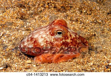 Horned Octopus (Eledone cirrhosa), Eastern Atlantic, Galicia, Spain View Large Photo Image Stock Image - Horned Octopus (Eledone cirrhosa), Eastern Atlantic, Galicia, Spain. Fotosearch