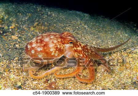 Horned Octopus Lesser octopus Eledone cirrhosa Eastern Atlantic Galicia Spain View Large Photo Image Stock Photo - Horned Octopus Lesser octopus Eledone cirrhosa Eastern Atlantic Galicia Spain. Fotosearch