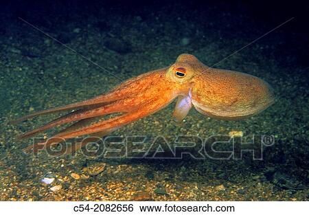 Stock Photograph - Horned Octopus, Lesser octopus (Eledone cirrhosa). Eastern Atlantic, Galicia, Spain.. Fotosearch