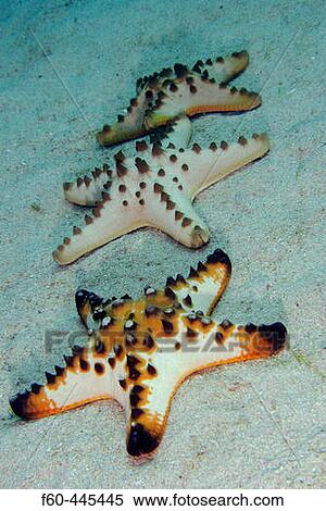 Horned or chocolate chip sea stars, Protoreaster nodosus, on sandy bottom, Puerto Galera, Mindoro, Philippines View Large Photo Image Stock Photography - Horned or chocolate chip sea stars, Protoreaster nodosus, on sandy bottom, Puerto Galera, Mindoro, Philippines. Fotosearch