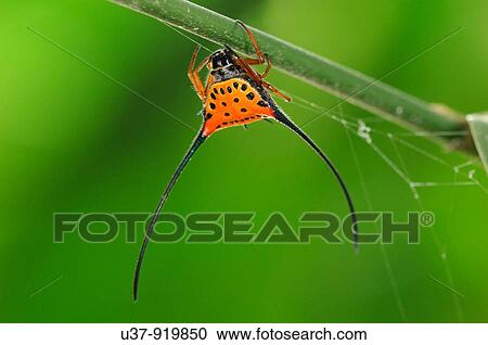 Horned Spider, Borneo View Large Photo Image Stock Image - Horned Spider, Borneo. Fotosearch