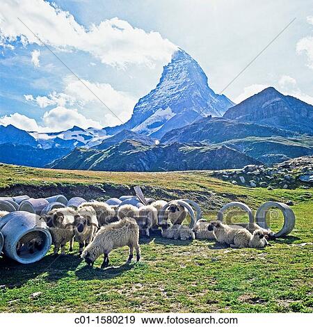 Horned Valais blacknose sheep grazing among pipes, Matterhorn, Zermatt, canton Valais, Switzerland View Large Photo Image Stock Photo - Horned Valais blacknose sheep grazing among pipes, Matterhorn, Zermatt, canton Valais, Switzerland. Fotosearch