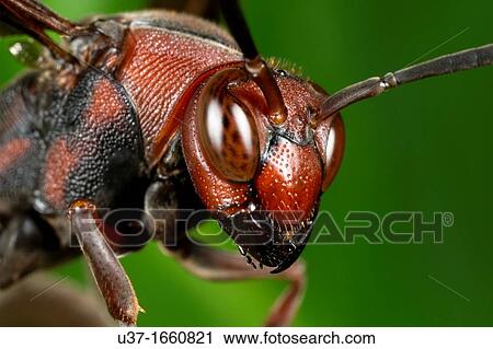 Stock Image - Hornet. Fotosearch