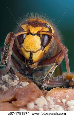 Picture - Hornet Vespa crabro closeup of head. Fotosearch