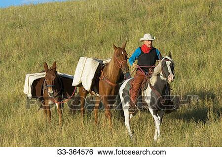 Horse and mule transportation of supplies. Montana. USA View Large Photo Image Stock Photograph - Horse and mule transportation of supplies. Montana. USA. Fotosearch