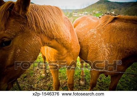 Stock Photograph - Horse at the fields of Aveyron, south of France, Europe. Fotosearch