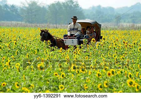 Stock Image - horse carriage ride through sunflower fields, sunflower fields of lopburi and saraburi, central Thailand. Fotosearch
